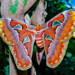 mariposa atlas posada
